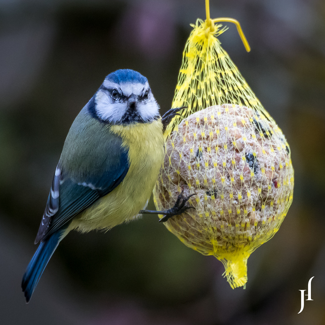 Blaumeise im Garten