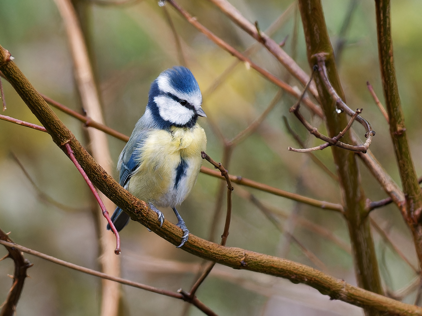 Blaumeise im Garten Foto & Bild tiere, wildlife, wild lebende vögel