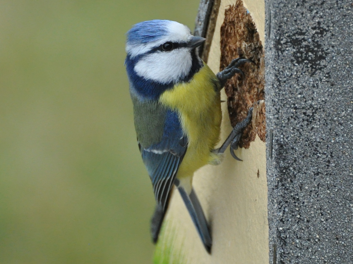 Blaumeise im Garten