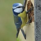 Blaumeise im Garten