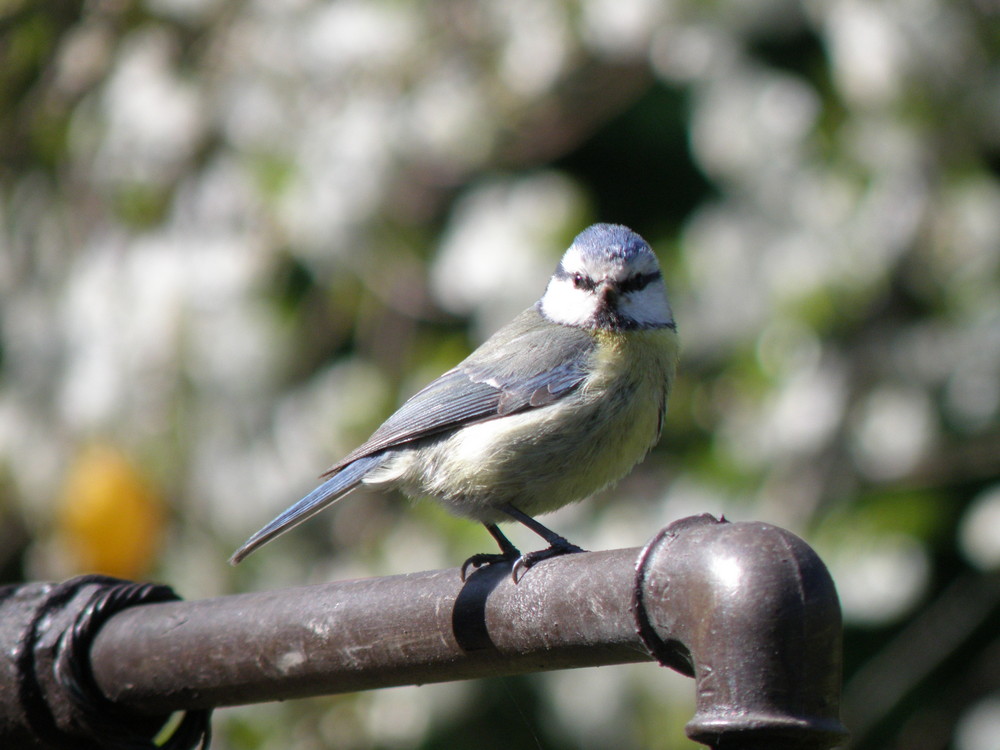 Blaumeise im Garten