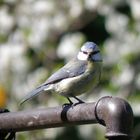 Blaumeise im Garten