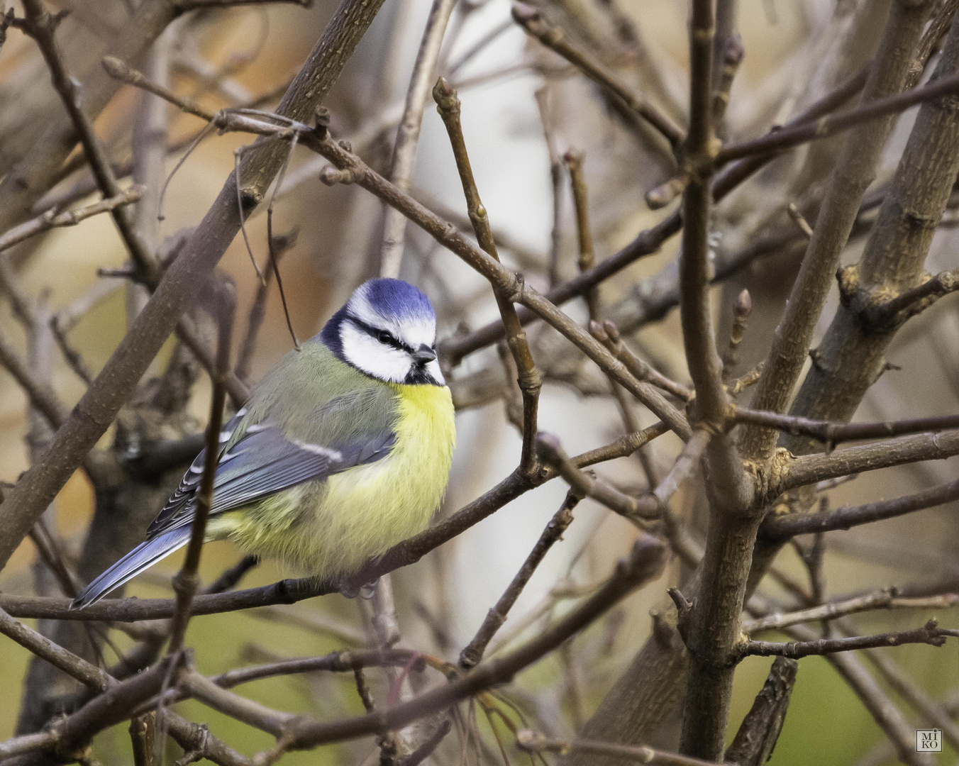 Blaumeise im Geäst