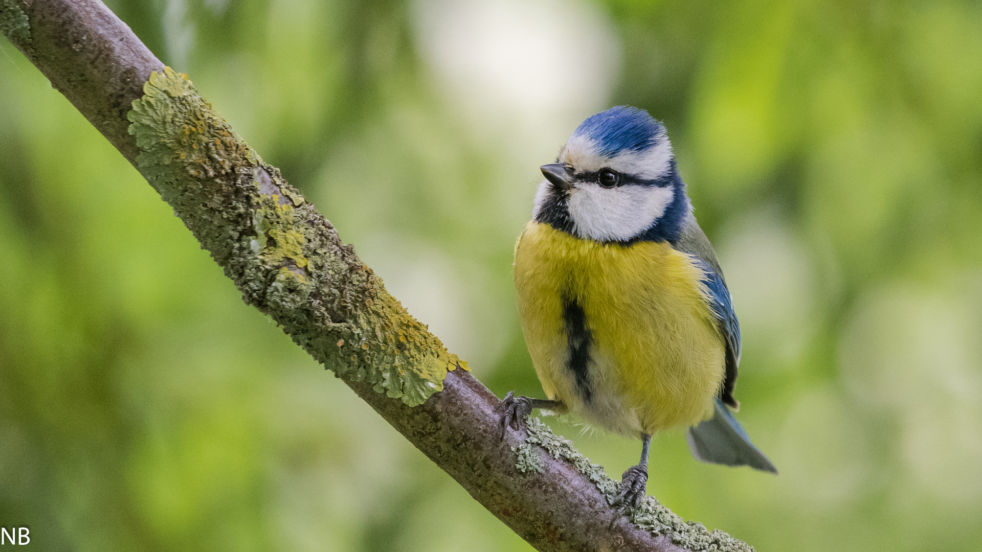 "Blaumeise im Geäst einer Vogelbeere 2024"