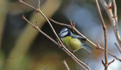 Blaumeise im Gebüsch