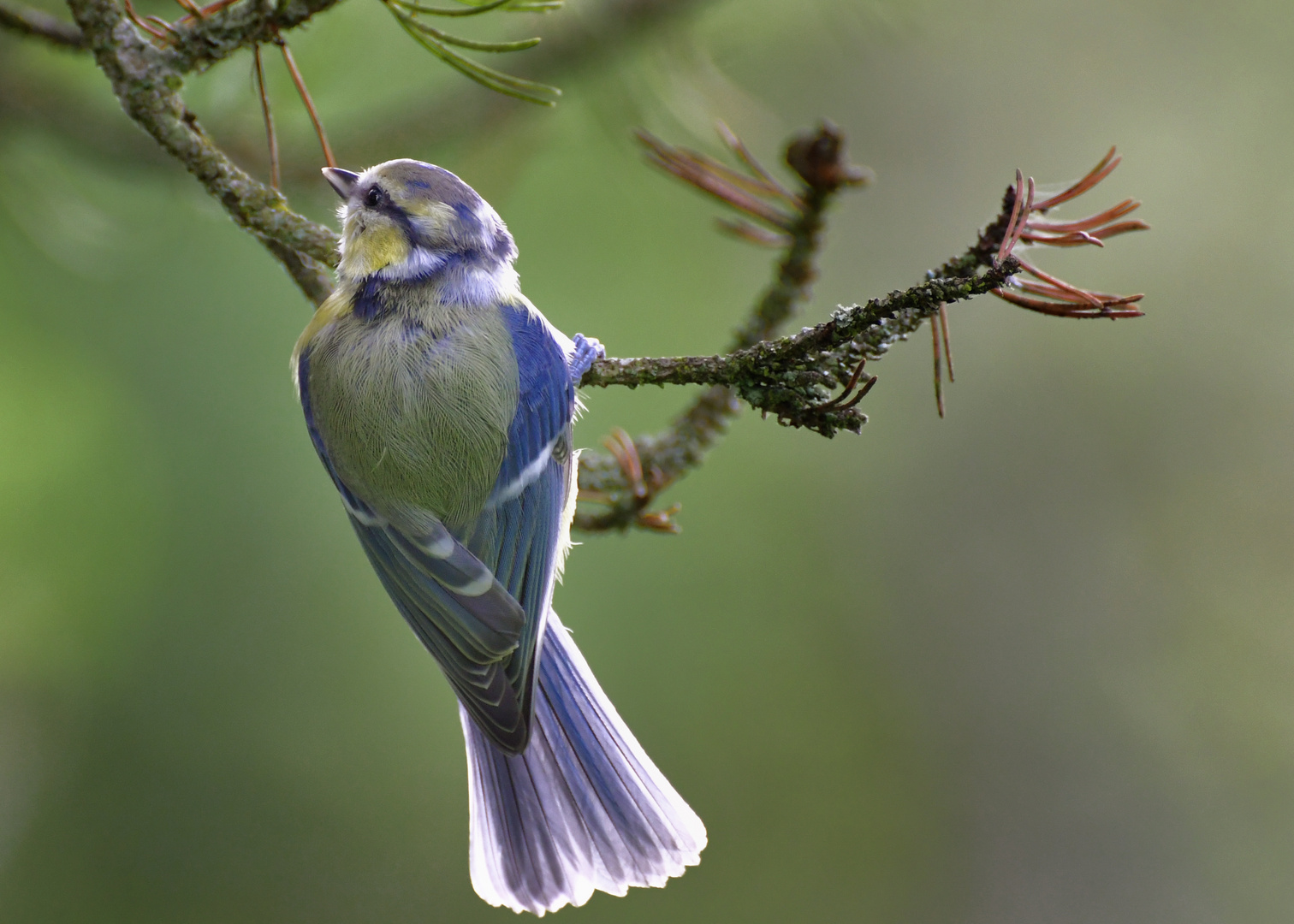 Blaumeise im Gegenlicht