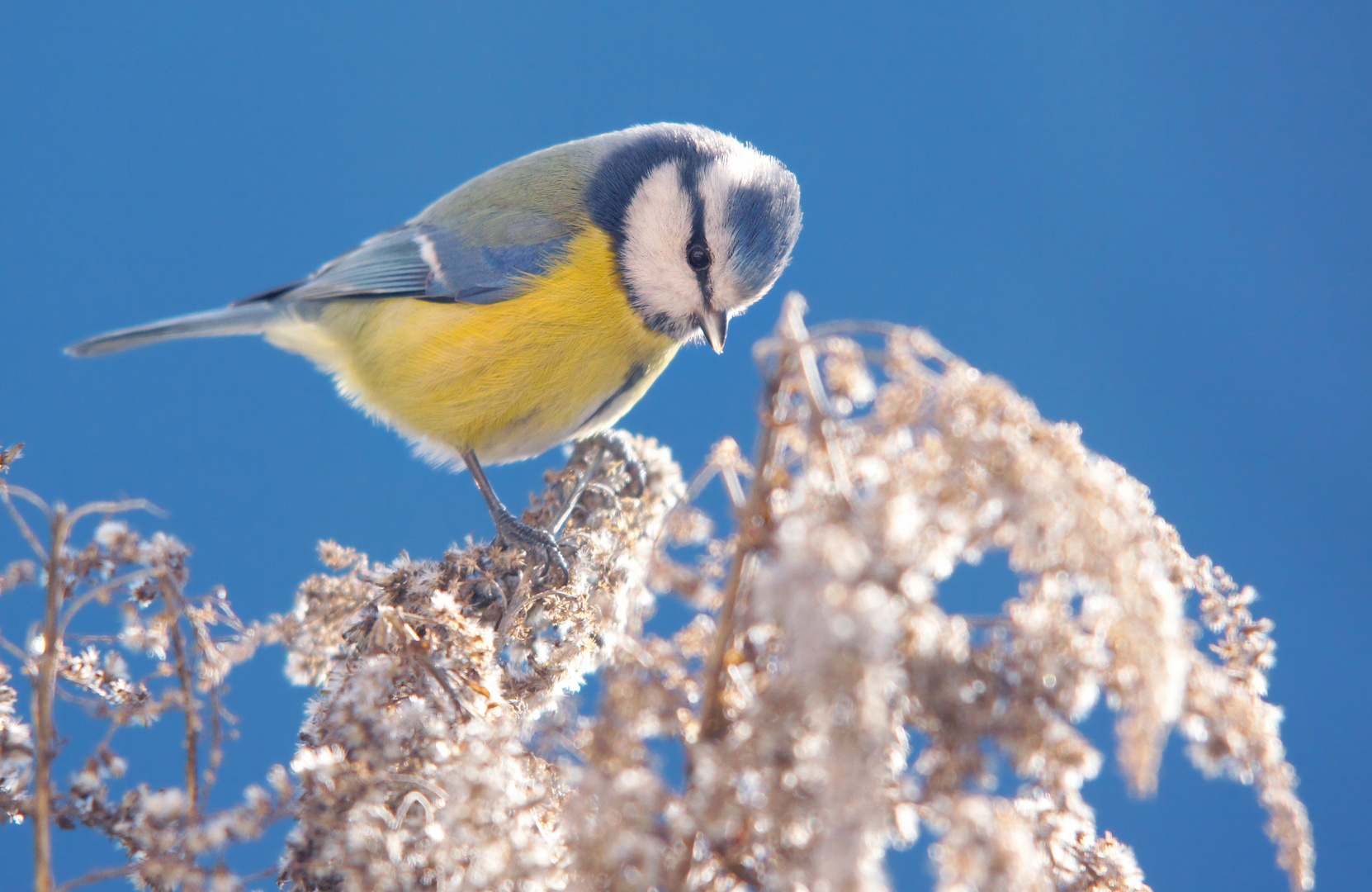 Blaumeise im Gegenlicht