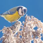 Blaumeise im Gegenlicht