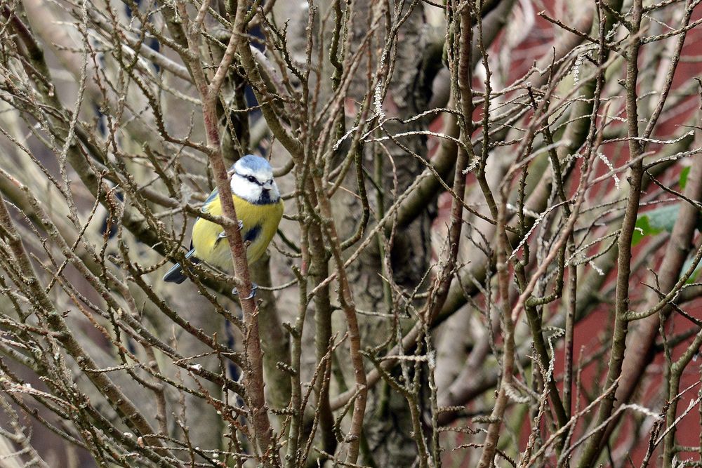 Blaumeise im Gehölz