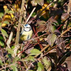 Blaumeise im Gestrüb