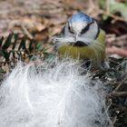 Blaumeise im Glück