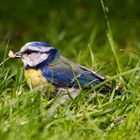 Blaumeise im Gras