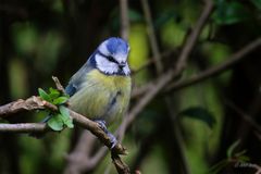 Blaumeise im Grünen