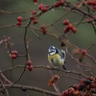 Blaumeise im Hagebuttenstrauch