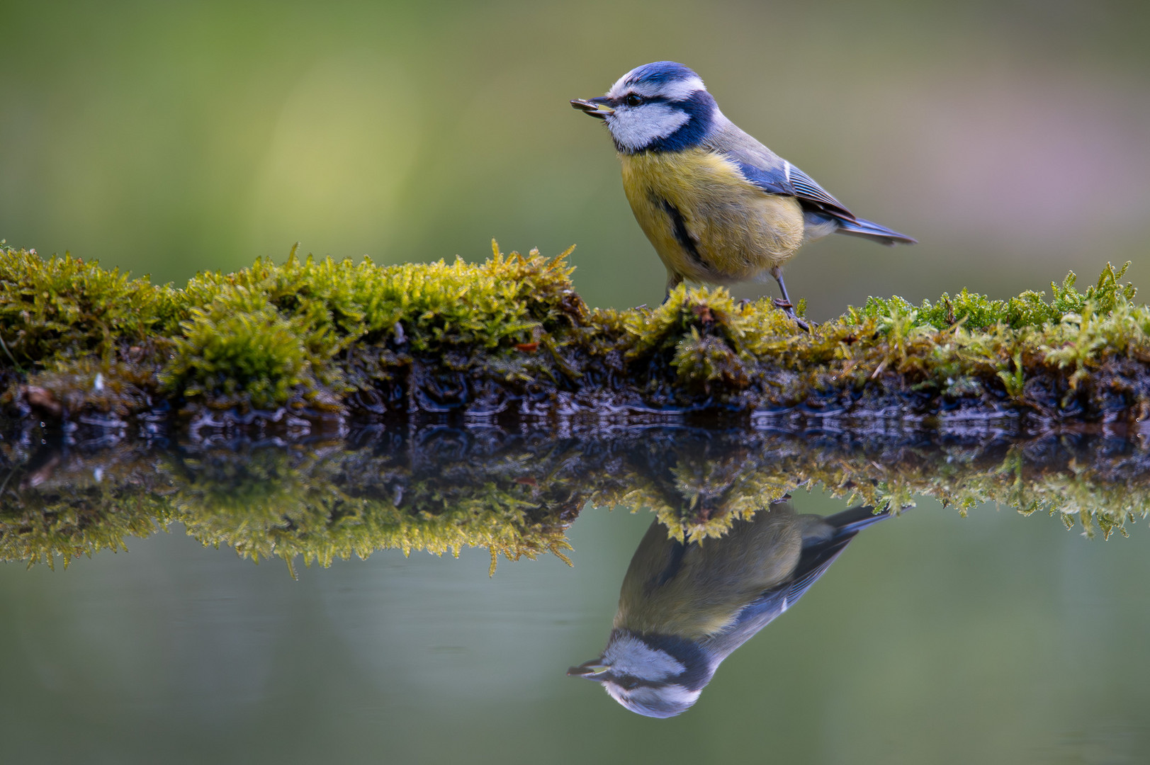 Blaumeise im heimischen Garten.