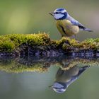 Blaumeise im heimischen Garten.