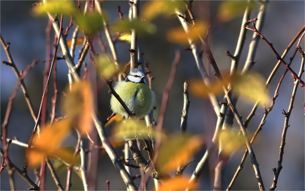 Blaumeise im Herbst