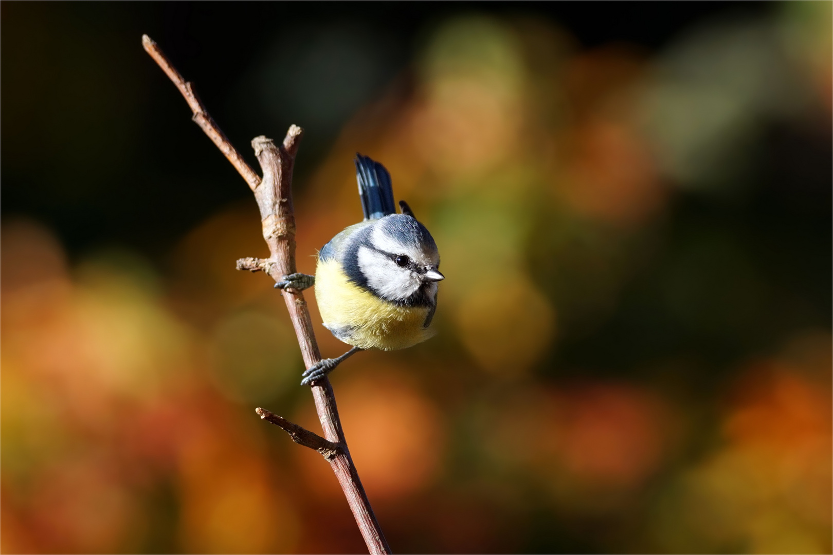 Blaumeise im Herbst