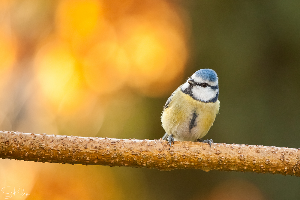 Blaumeise im Herbst.