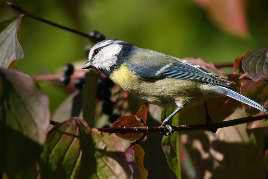 Blaumeise im Herbst