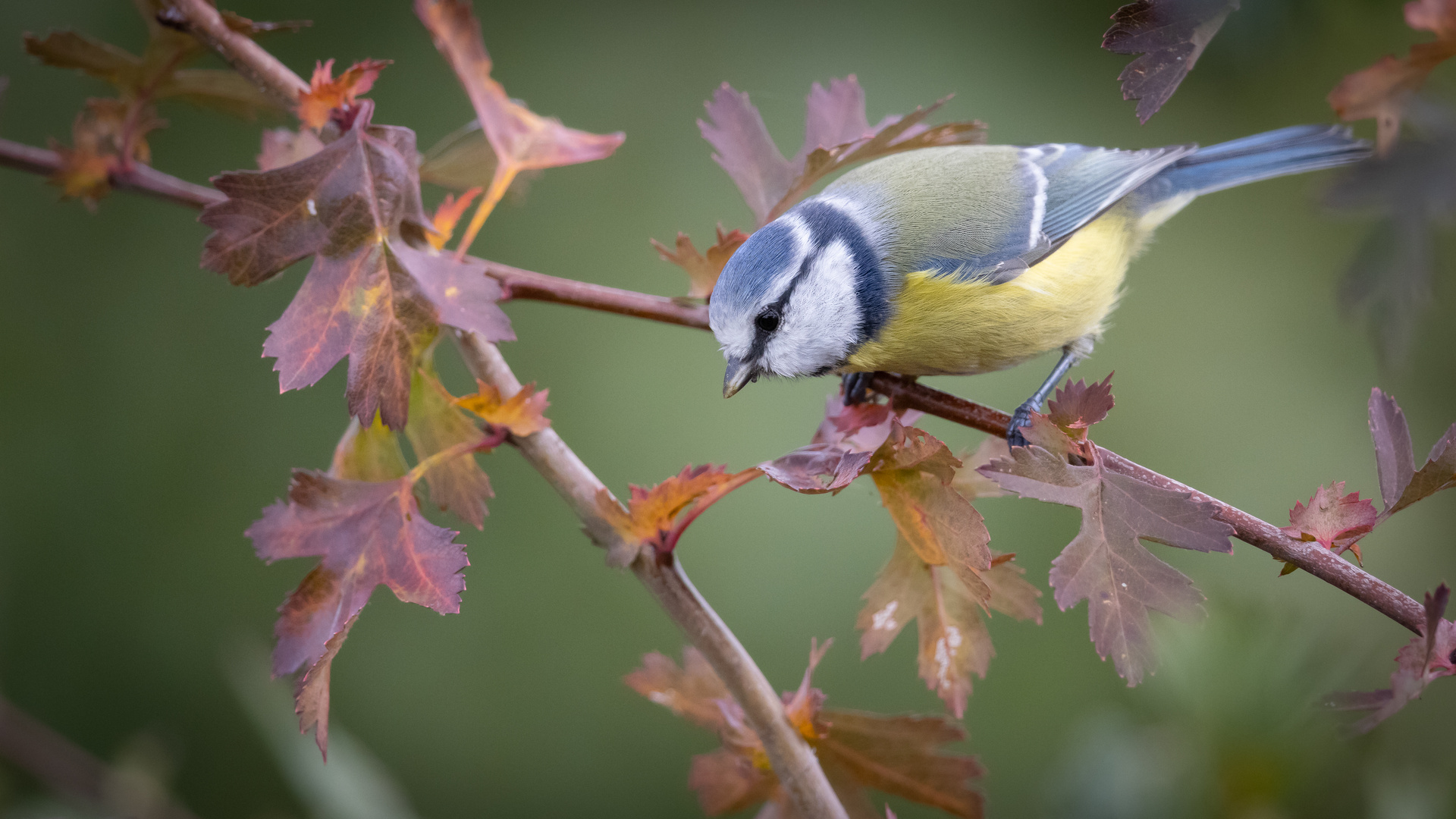 Blaumeise im Herbst