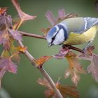 Blaumeise im Herbst