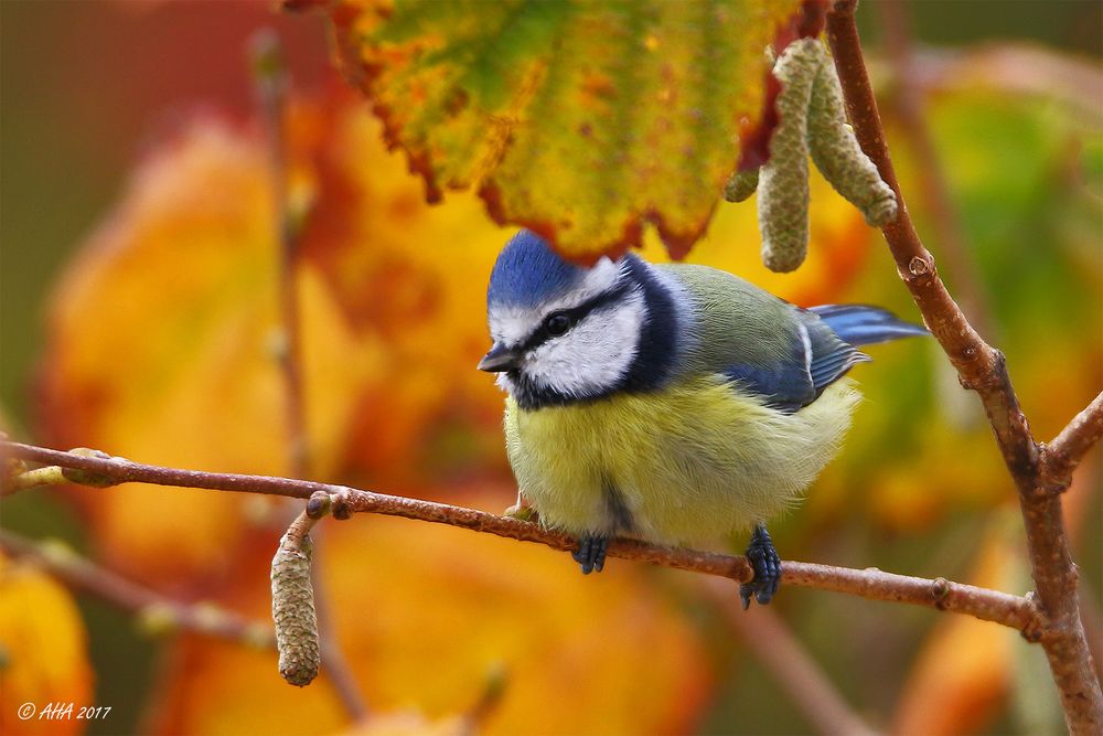 Blaumeise im Herbstlaub