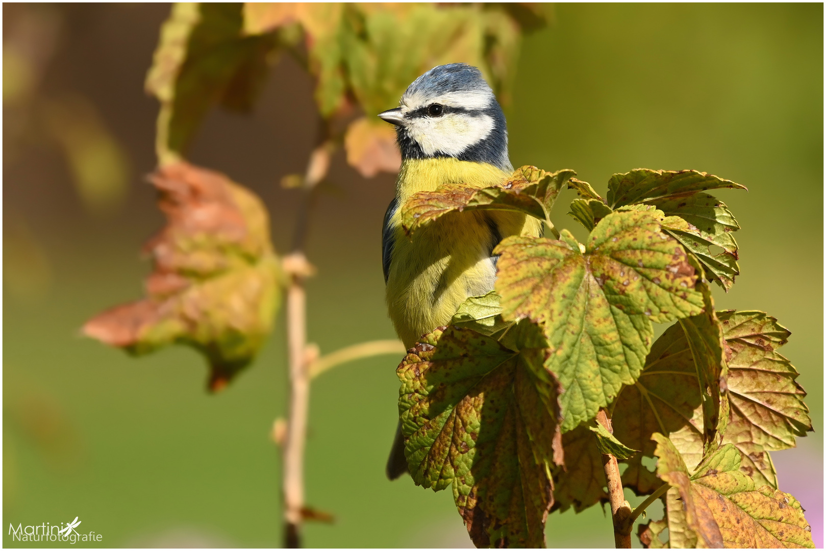 Blaumeise im herbstlichen Sonnenlicht