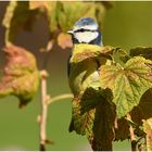 Blaumeise im herbstlichen Sonnenlicht