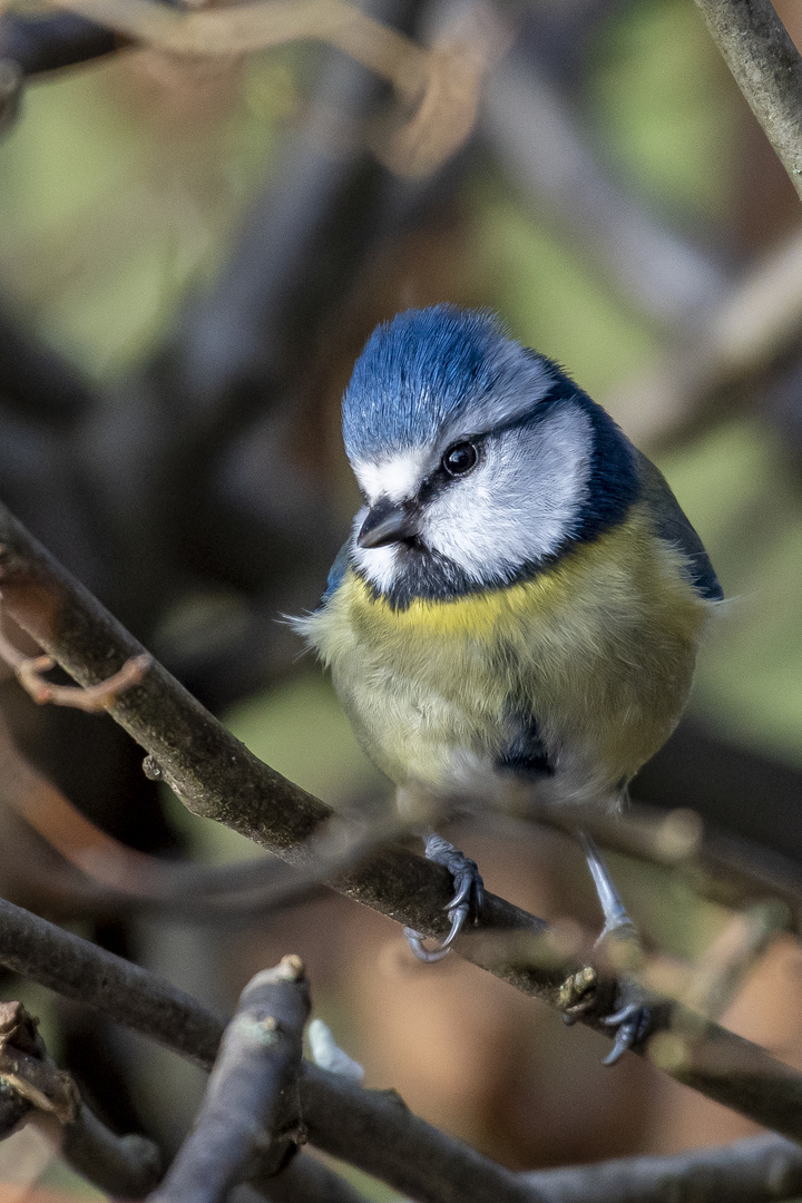 Blaumeise im Januar