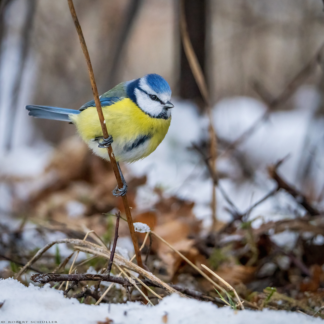 Blaumeise im kalten strengen Winter