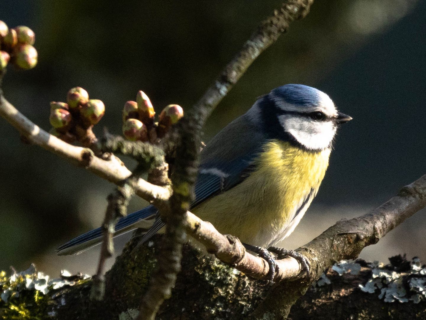 Blaumeise im Kirschbaum (1 von 1)