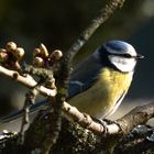 Blaumeise im Kirschbaum (1 von 1)