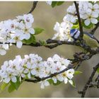 Blaumeise im Kirschbaum