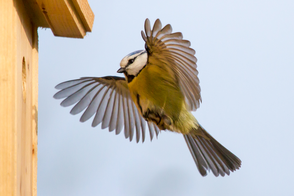 Blaumeise im Landeanflug