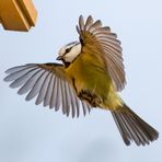 Blaumeise im Landeanflug