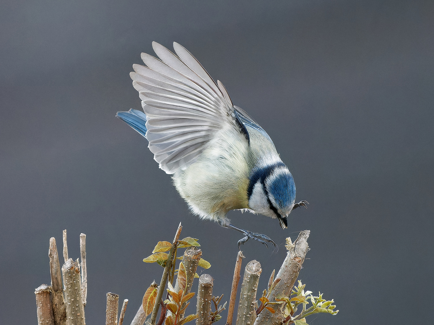 Blaumeise im Landeanflug II