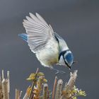 Blaumeise im Landeanflug II