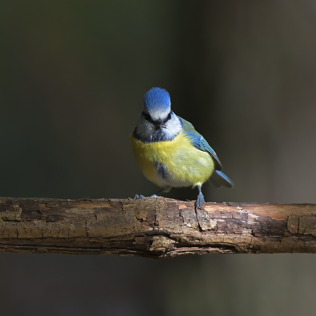 Blaumeise im Licht