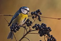 Blaumeise im morgendlichem Licht ..