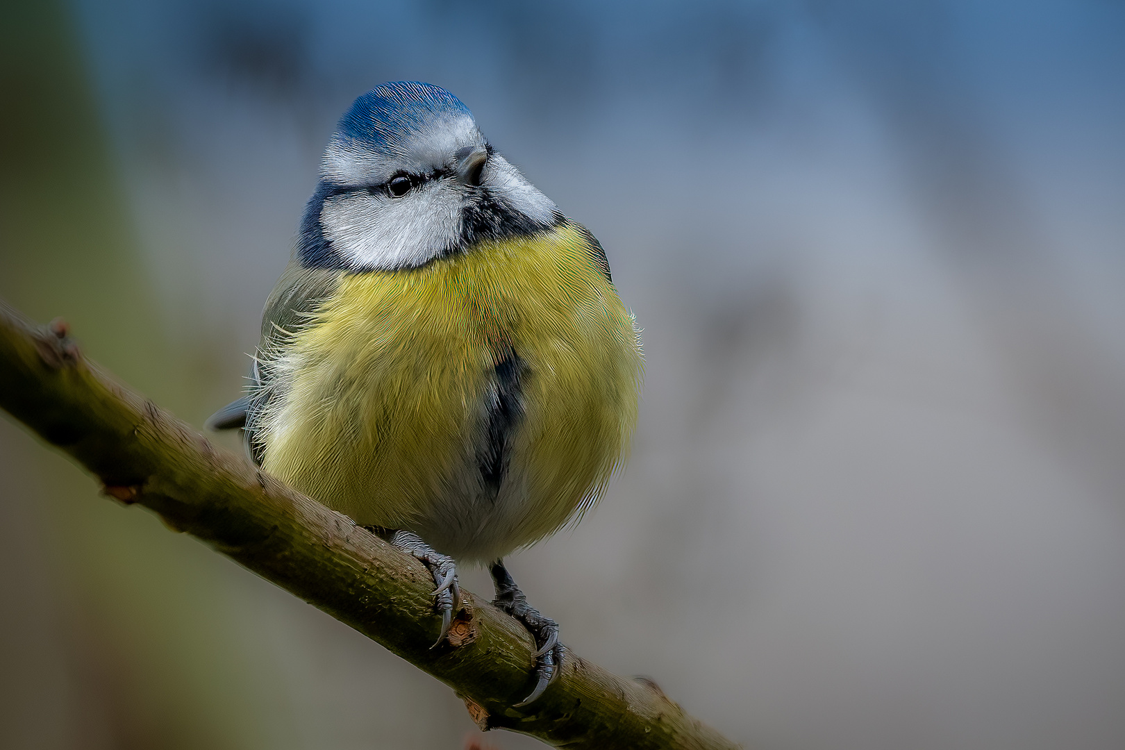 Blaumeise im Morgenlicht