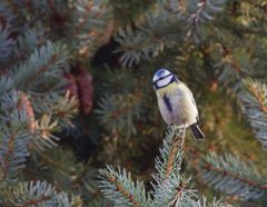 Blaumeise im Nadelbaum