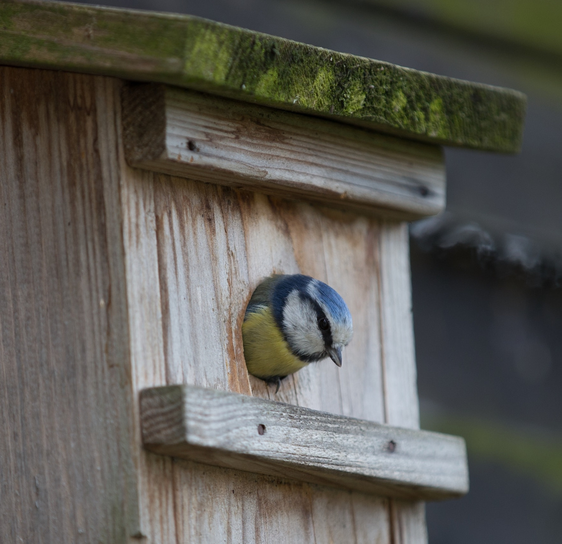 Blaumeise im Nistkasten