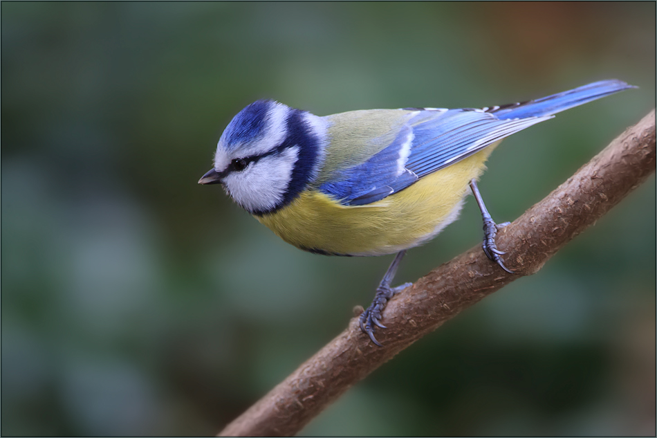 Blaumeise im November