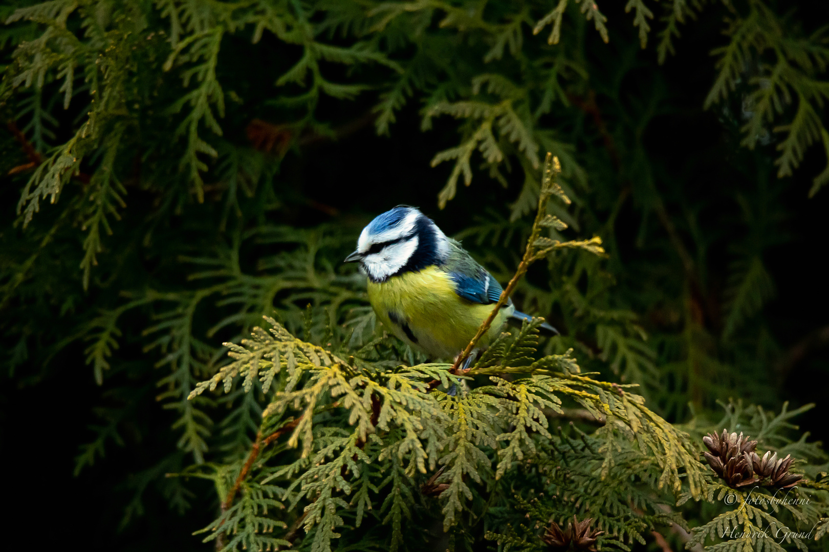 Blaumeise im Park