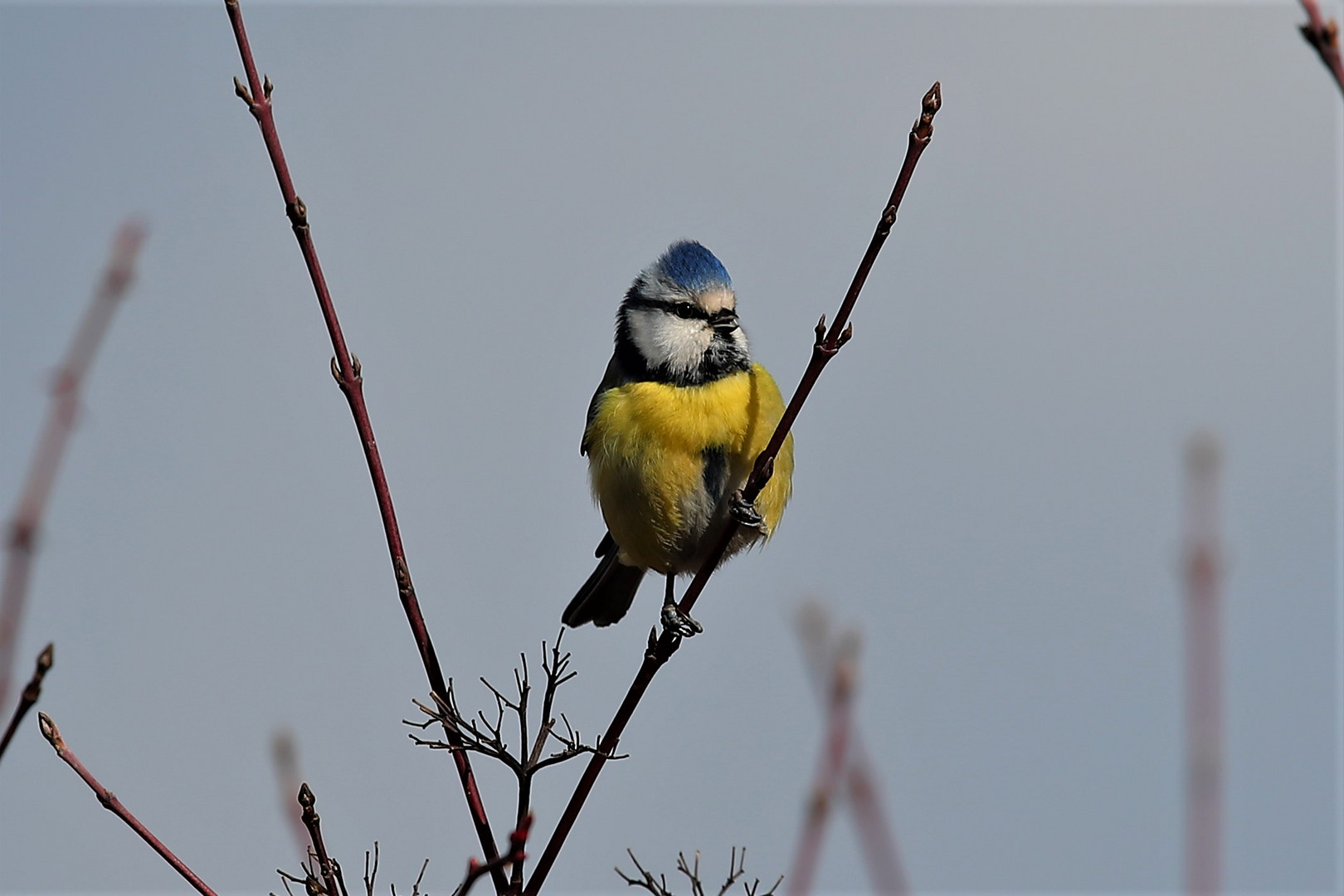 Blaumeise im Polder