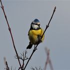 Blaumeise im Polder