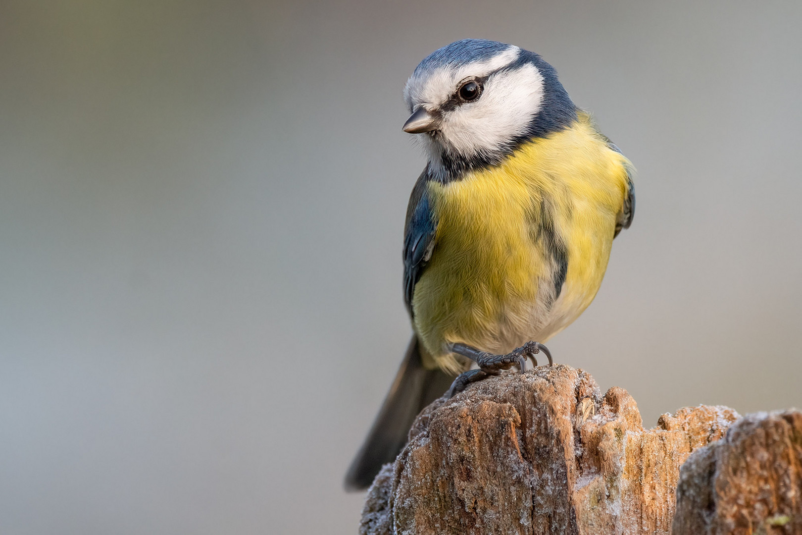 Blaumeise im Portrait