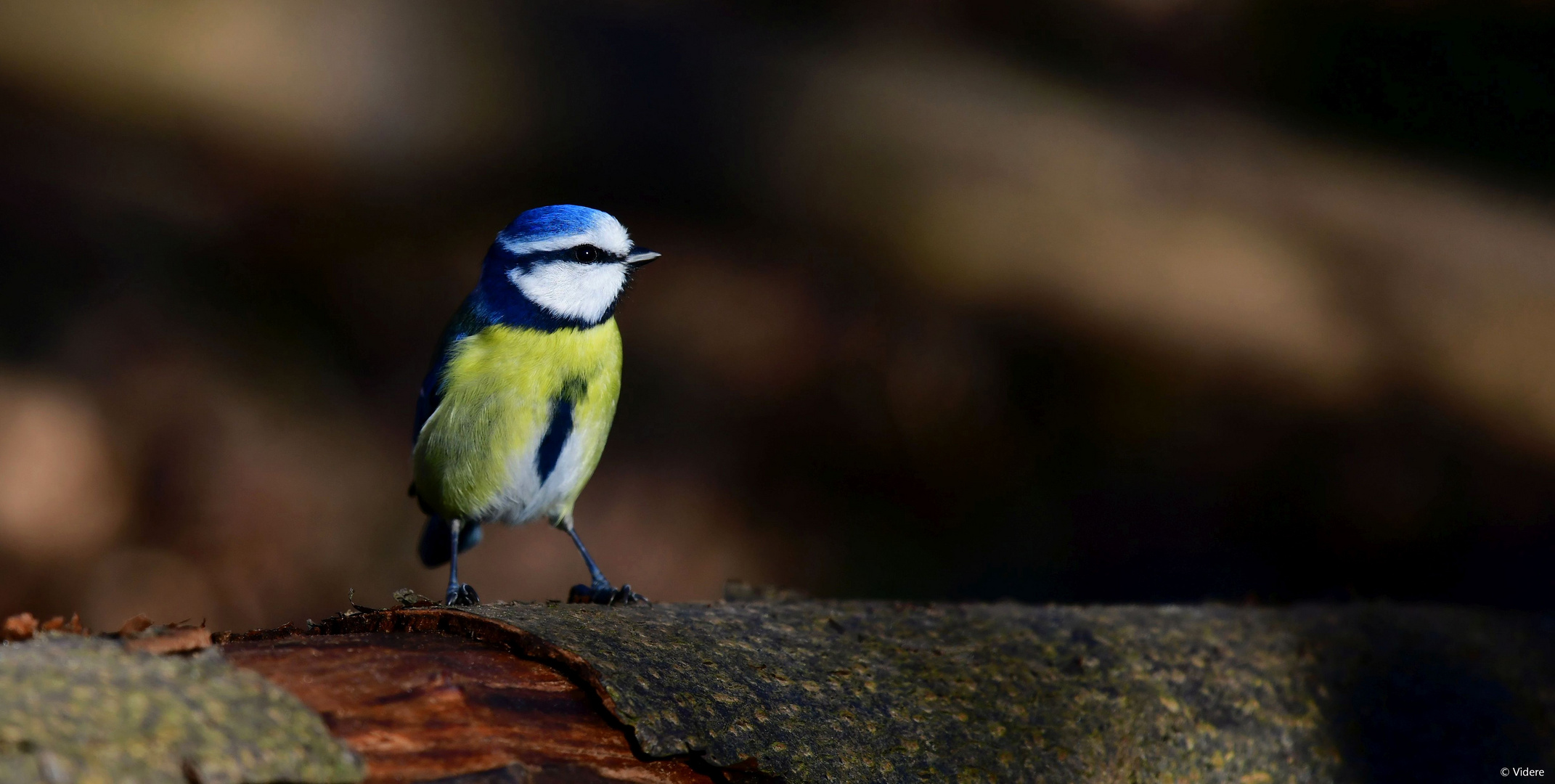 Blaumeise im Profil