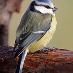 Blaumeise im Profil